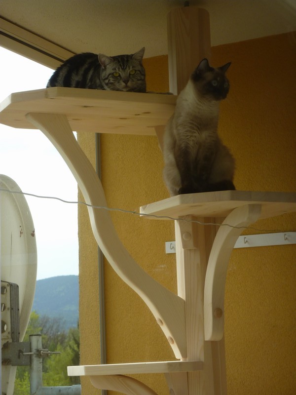 Severní Čechy - strom pro Samanthu a Charlieho