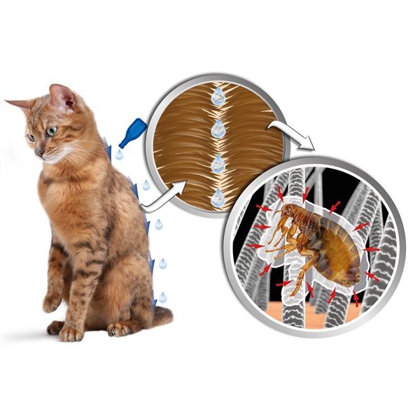 Beaphar Cat IMMO Shield šampon