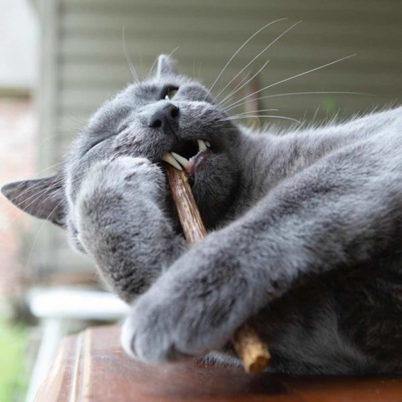 Japonské "catnip" tyčinky Matatabi