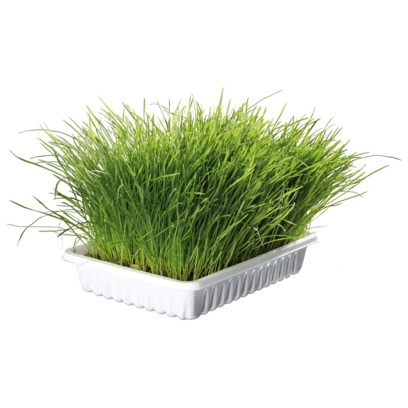 Bio tráva pro kočky 100g