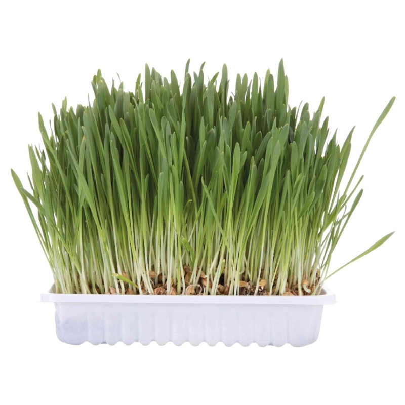 Tráva pro kočku v misce 100g 