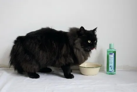 Vet Aquadent 250ml
