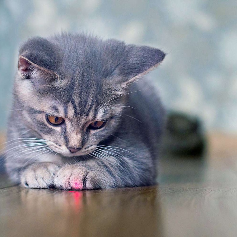 Laserové ukazovátko myška