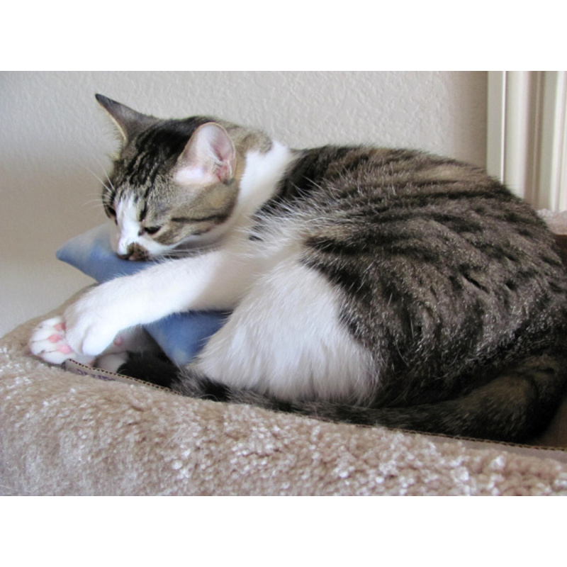 Cat Kicker s catnipem