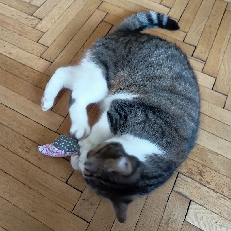 BIRDIE bavlněný ptáček s catnipem