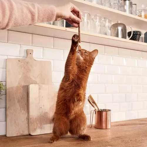 GimCat Mini Sticks kuře se šantou kočičí 50g