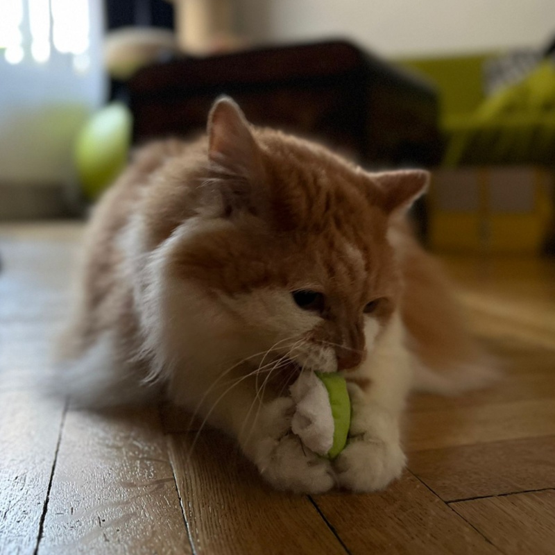 Yeowww Kitten Mitten