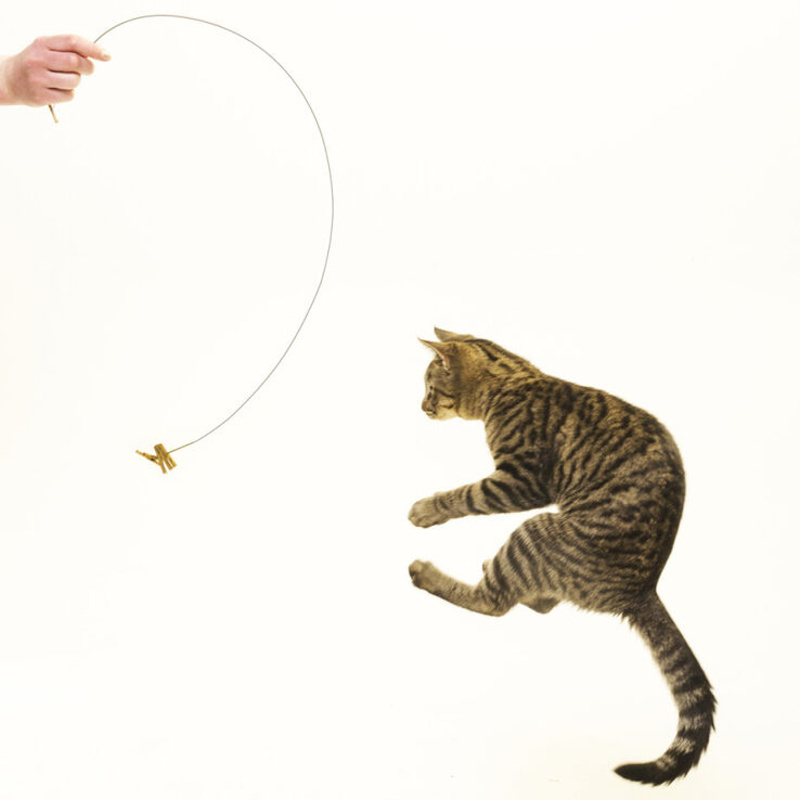 Cat Dancer